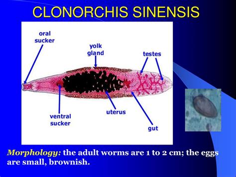  Clonorchis! Skrzeszne pasożyty wątroby z niezwykłą zdolnością adaptacji do życia w rybach i ssakach