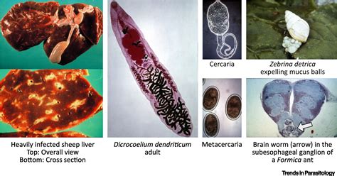  Dicrocoelium dendriticum - pasożyt wątrobowy o niezwykłej wędrówce!