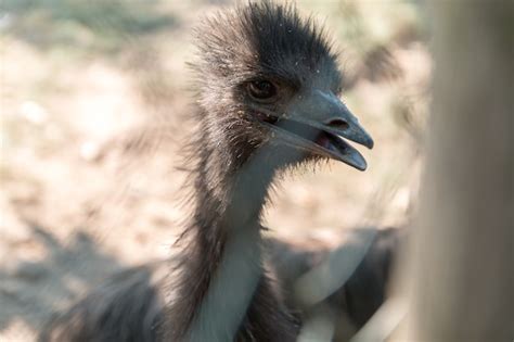  Emu! Poznaj Ptaka Odzianego W Pióra Jak Złoto I Mistrza Szybkiego Biegu