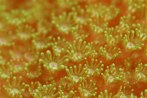  Falsiflable Flaps: Are these Coral Polyp Assemblies Truly Living?