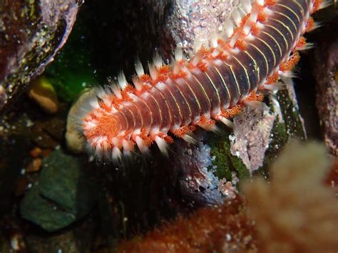  Fireworms! Small, Vibrant Creatures That Breathe Underwater And Glow Like Tiny Torches