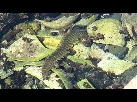  Nereis! The Enigmatic Worm That Thrives in Both Calm Tide Pools and Roaring Storm Surges