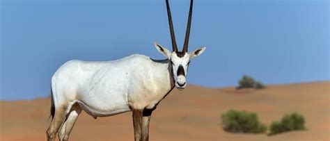  Oryx! Discover the Majestic Horns of This Elusive Desert Dweller with Remarkable Adaptability and Social Complexity