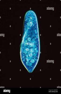  Paramecium:  The tiny, single-celled torpedo that rules freshwater environments with its hair-like cilia!