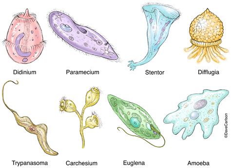  Polychaos! Czy Ten Niepozorny Protozoa Potrafi Zaskoczyć Nas Swoją Różnorodnością?