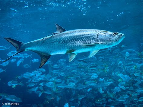  Tarpon! A Prehistoric Fish With an Unwavering Appetite