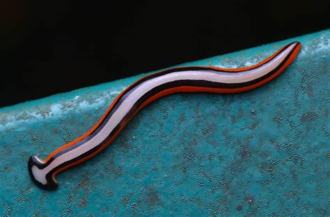  Whirliophora! The Tiny Terror Lurking Within Your Freshwater Friends