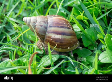  Achatina Fulica - Bezpieczny Miś czy Podstępny Intruder?