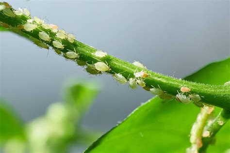  Aphid! These Tiny Plant-Suckers Play a Crucial Role in Maintaining Ecosystem Balance