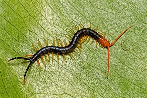  Centipede! A Tiny Terror With Many Legs Roaming Underneath Fallen Leaves