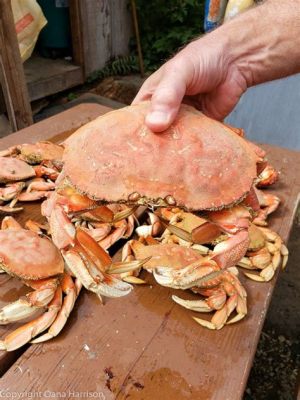  Dungeness Crab: A Shell-Shocking Tale of Tenacious Claws and Delicious Delights!