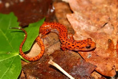  Eurycea! A Tiny Salamander That Thrives in Darkness and Hides Under Rocks