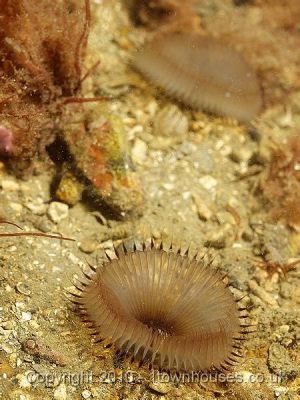 Eylash Worm: Discover This Masterful Microscopical Maestro Who Thrives in Diverse Aquatic Environments!