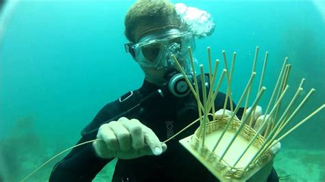  Fanworm! A Colorful Underwater Architect Weaving a Home From Sand Grains