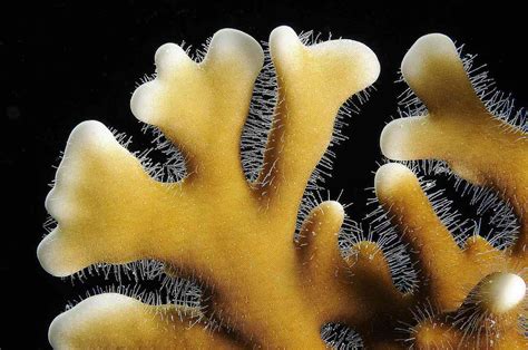  Fire Coral: A Tiny Terror That Glows in the Dark!