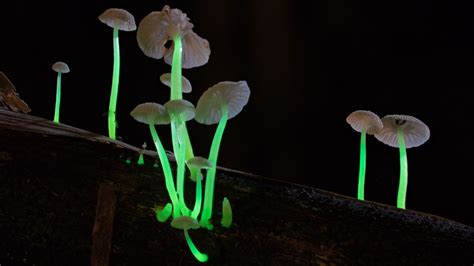  Flamboyant Flammulina:  A Delectable Fungus That Thrives Under Dead Trees and Possesses Unique Bioluminescent Properties