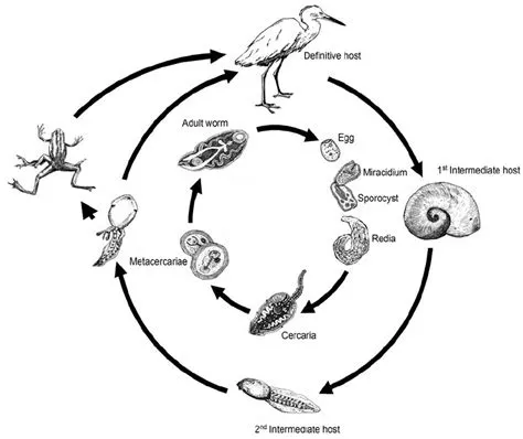  Gymnorchis! A Trematode That Embarks on a Hilariously Complex Journey Through Multiple Hosts