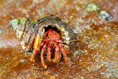  Hermit Crab: Zazwyczaj Żyjące w Muszlach Zwierzęta o Nieoczekiwanych Zdolnościach Odtwarzania!