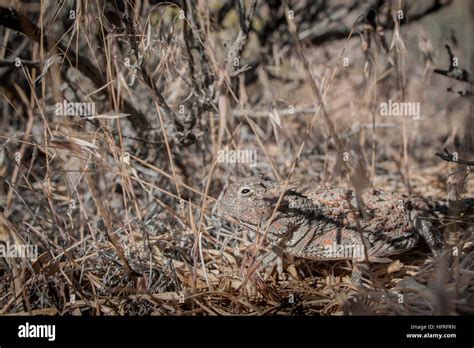  Horned Lizard: A Miniature Tank Hiding in Plain Sight Among Prickly Desert Landscapes!