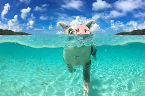 How Much Does It Cost to Swim with Pigs in the Bahamas?