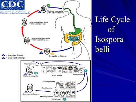  Isospora - Skomplikowany cykl życia w połączeniu z ostrym zapaleniem jelit!