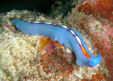  Ixorana! A Tiny Flatworm That Lives a Life Full of Thrills and Chills