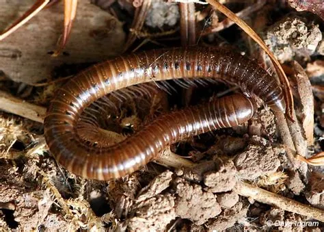  Julidae!  These Many-Legged Marvels Offer a Glimpse into the Ancient World of Invertebrates.