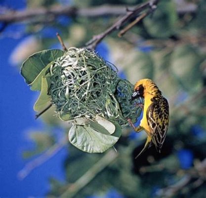  Labidophorella! A Tiny Weaver That Redefines Home Sweet Home