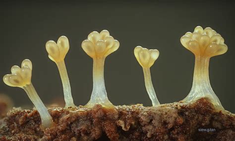  Myxomycete! Discover the Incredible Slime Mold That Doesn't Even Have Bones or Organs