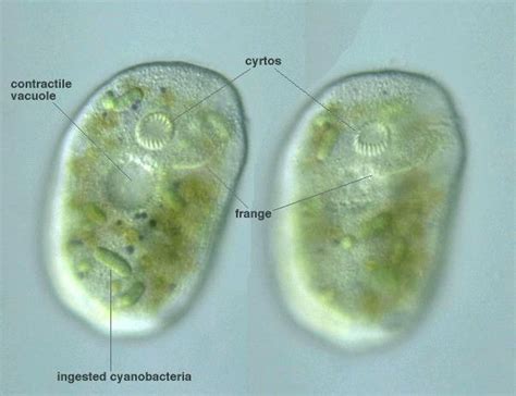  Nassula! A Tiny Wanderer with a Big Appetite for Bacteria