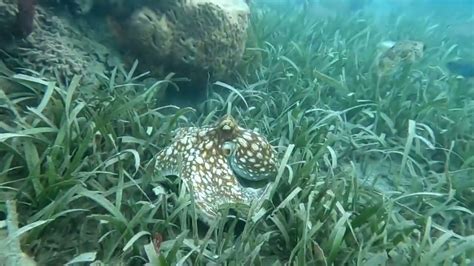  Queensland Sponge: A Master of Marine Disguise With Unparalleled Filtering Prowess!