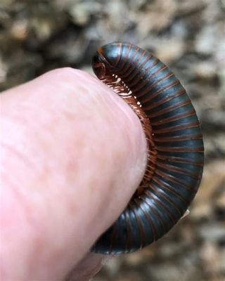  Ringlegged Millipede: Unveiling the Secrets of a Thousand-Legged Treasure Hunt