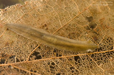  Stenostomum! This Tiny Freshwater Flatworm Possesses Remarkable Regenerative Abilities and Exemplifies Simplicity in Form