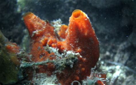 Tedania!  A Strikingly Colorful Sponge Found In Shallow Waters Around The World.