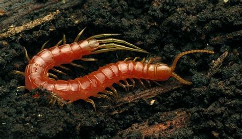 Tömösvary's Millipede: This Armored Arthropod Crawls Under Rocks and Prefers Dead Matter!