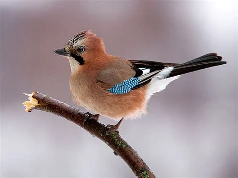  Urochrystus! Ptaki o niezwykłym piórze z domieszką tęczy w ubarwieniu i ich fascynujące zachowania społeczne.