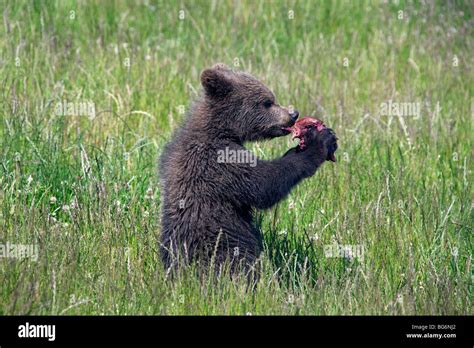  Ursus! Mięsożerny Gigant o Włochatym Futerku i Zapachu Miodu