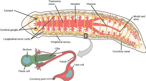  Vampirolepis: The Trematode That Thrives on Deception!