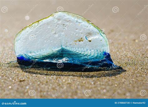  Velella velella! Owad z oceanu lub skąpany w słońcu meduza?