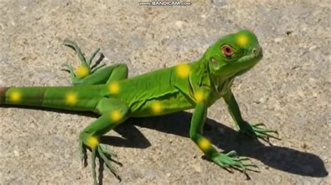 Yellow-Spotted Lizard: A Master of Disguise Lurking on Sun-Kissed Rocks with a Tongue as Quick as Lightning!