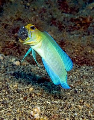  Yellowhead Jawworm: This Deep-Sea Dweller Possesses a Striking Appearance and Thrives in Environments with Minimal Oxygen!